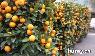 过年家里的年桔为什么不好吃 过年为什么要买桔子