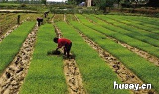 不属于农业适度规模经营特点 农业适度规模经营的实现形式有哪些