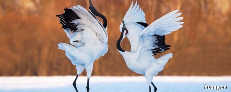在野外小丹顶鹤由什么来孵化 丹顶鹤在繁殖期会有哪些特殊活动