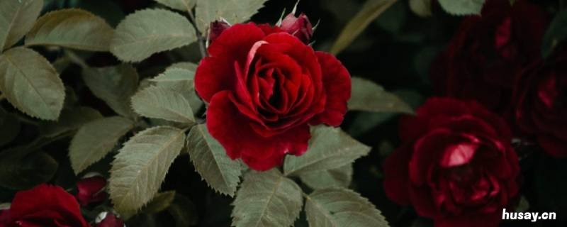 玫瑰花的香味很什么菊花的香味很什么 玫瑰花和菊花的香味哪个浓