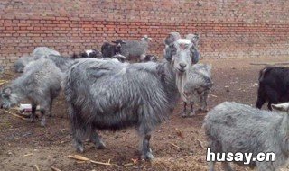 什么品种的羊适合圈养 适合圈养的羊有哪几种