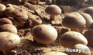 香菇种植技术 椴木香菇种植技术