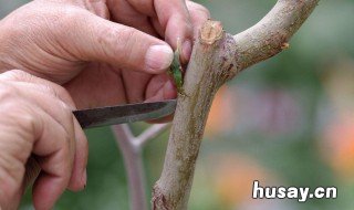 栽培果树时嫁接口可以埋掉吗? 栽培果树时嫁接口可以埋掉吗视频