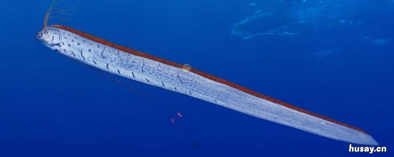 带鱼上的白色需要去掉吗 带鱼上的白色需要去掉吗图片