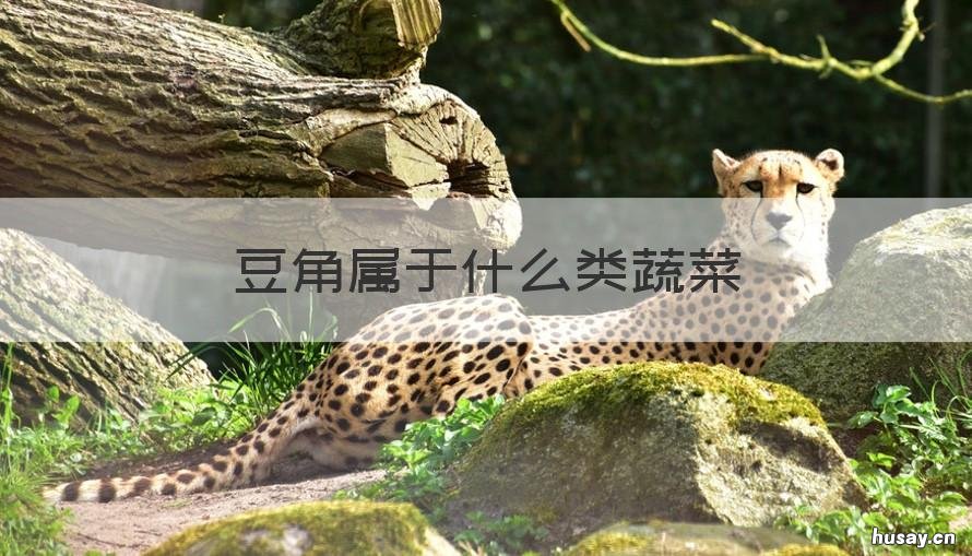 豆角属于什么类蔬菜 豆角是属于豆类还是蔬菜