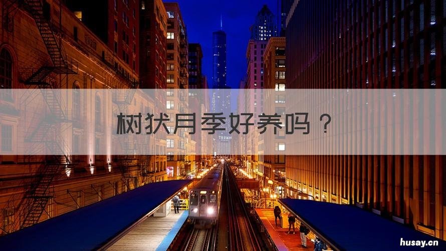 树状月季好养吗 树状月季哪个品种好养好看