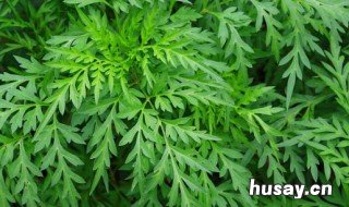 艾草香的功效与作用 艾草香的功效与作用及禁忌