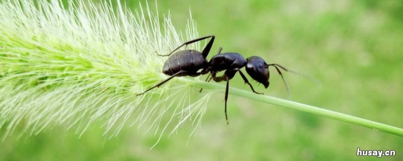 蚂蚁洞的朝向大多朝什么(蚂蚁洞 蚂蚁洞朝哪边