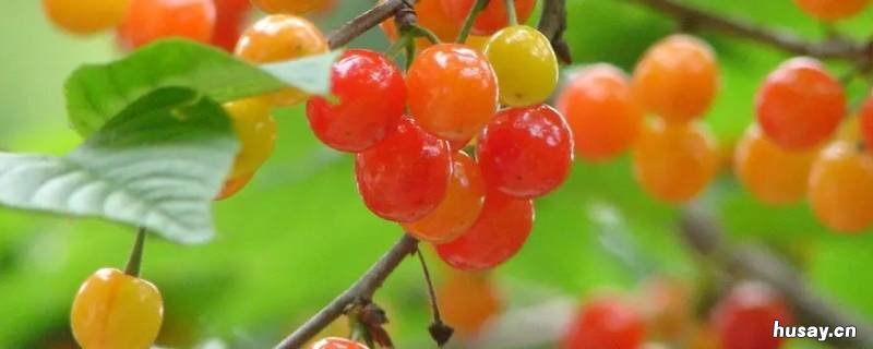 樱桃放冰箱可以保存多久 樱桃在冰箱保鲜可以放多久