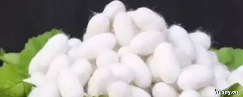蚕丝的主要成分 蚕丝的主要成分是蚕丝蛋白是否正确
