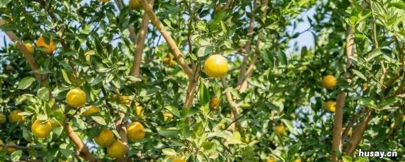 皇帝柑跟橘子有什么区别