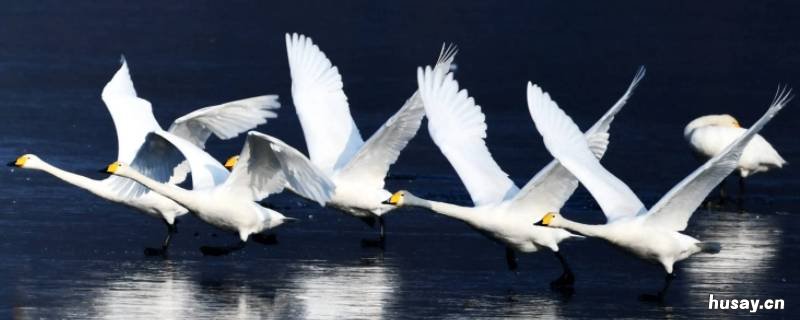 天鹅的特点和习性