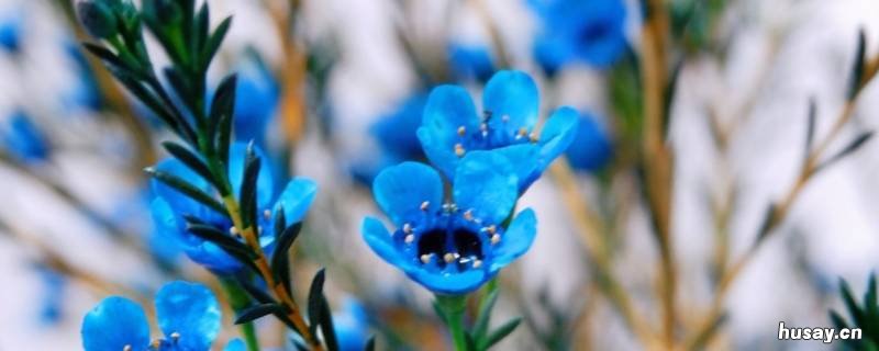 染色腊梅有毒吗 染色腊梅有毒吗图片