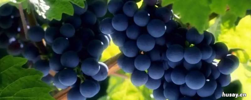 什么水果像珍珠熟的味甜生的酸 像珍珠一样的水果是什么