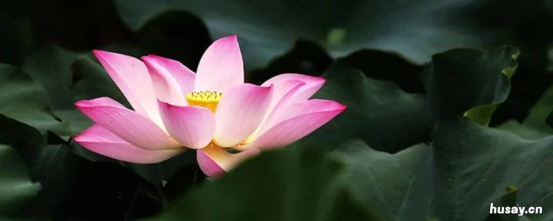 荷花中间的绿线有什么用 荷花中间的绿线是什么