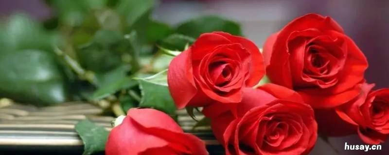 玫瑰花开在什么季节 玫瑰花开在哪个季节?