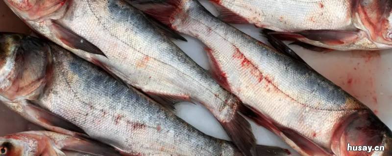 冬天鱼杀了可以放多久 冬天鱼死了能放几天