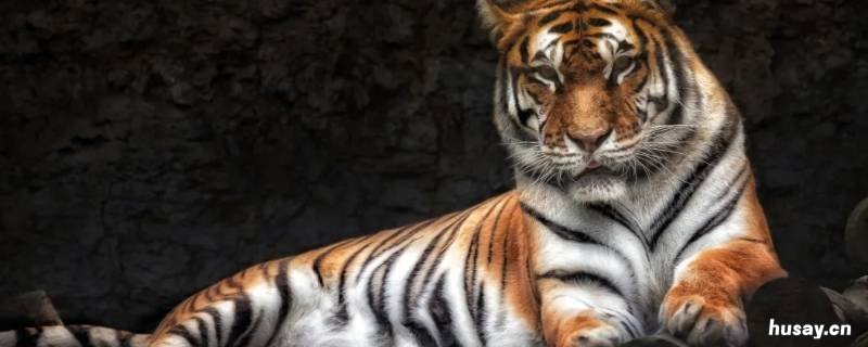 老虎有几种品种 老虎的品种有哪几种