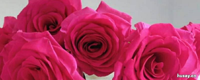 弗洛伊德玫瑰花语是什么 弗洛伊德玫瑰花束