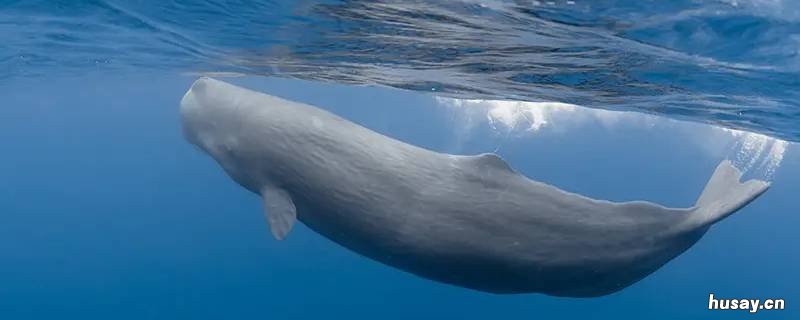 鲸鱼是巡游还是洄游 巡游和洄游区别