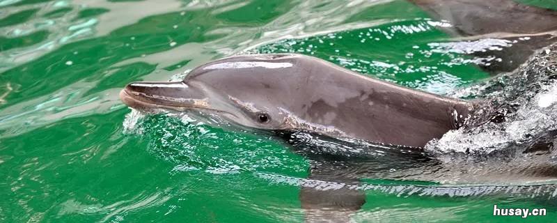 厦门水生动物有哪些 福建水生动物有哪些