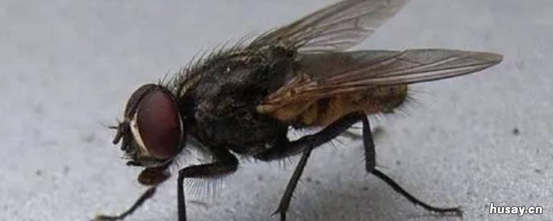 苍蝇的头掉了还能活吗 苍蝇头掉了会不会死