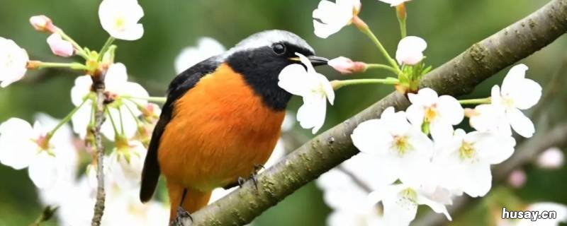 春天的鸟有哪些 春天的鸟有哪些花名字