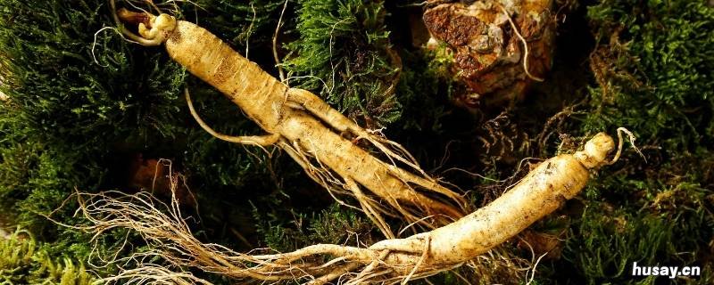 人参的年头如何鉴定 人参的年头如何鉴定真伪