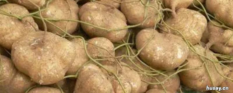 沙葛是什么 沙葛是什么水果