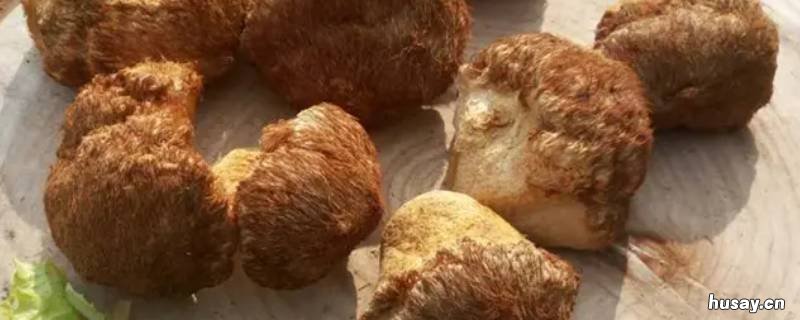 猴头菇是什么 猴头菇是什么真菌
