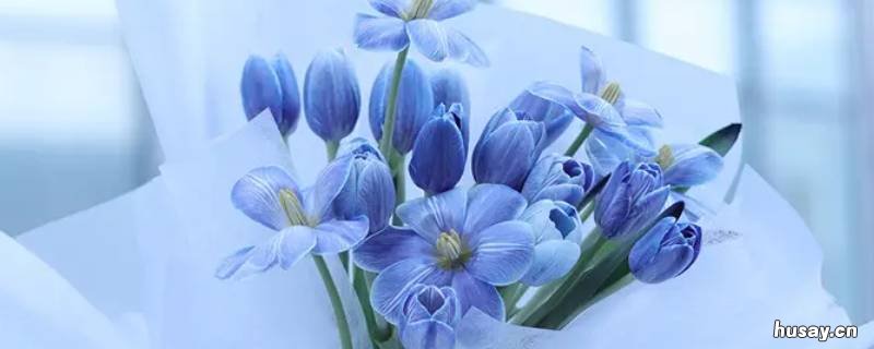 蓝色郁金香是染色的吗 染色郁金香的寓意