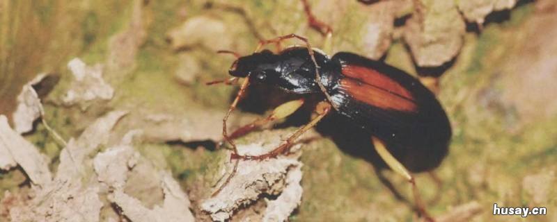 在野外金步甲的生活状态通常是怎样的 金步甲特点和生活特征