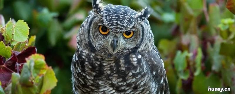 猫头鹰的眼睛能随意转动吗 猫头鹰的眼睛能随意转动吗小鸡庄园