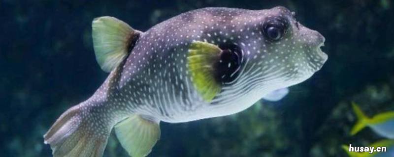 河豚为什么要从大海回到河里 河豚从大海回到江河