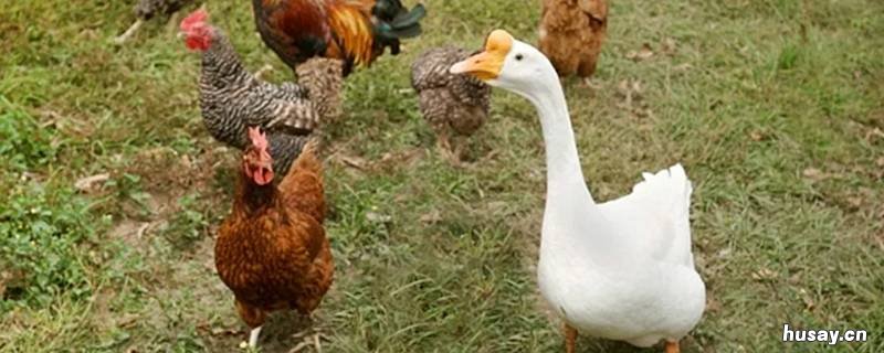 家禽有哪些动物 家禽有哪些动物可以养