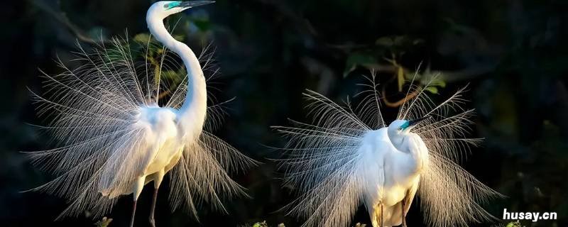 在鹭鸶中鹭鸶是什么季节飞来的候鸟 鹭鸶是走的还是飞的