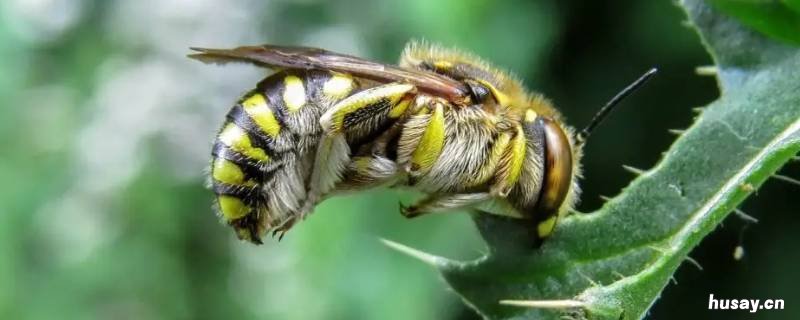 在种植蔬菜的大棚里放养蜜蜂的目的是什么 将蜜蜂养在大棚内的好处