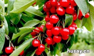 大樱桃种植前景怎么样 大樱桃发展前景