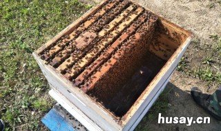 蜂箱巢框应该对着门口么 蜂箱放多少蜂巢框才合理