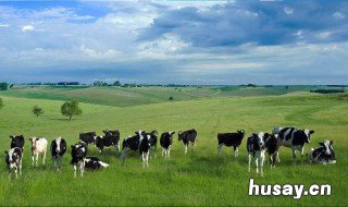 牧区畜牧业生产特点 牧区畜牧业生产特点分析