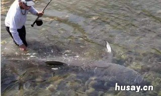 玫瑰味钓鱼药酒配制 鱼饵药酒配方