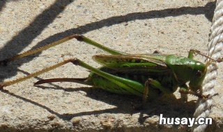 蝈蝈的习性 蝈蝈的特点