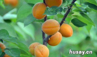 杏和啤酒能一起吃吗 杏和果啤能一起吃吗