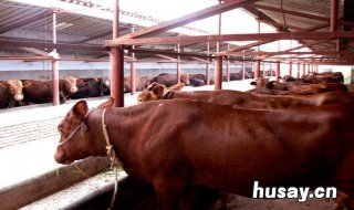 养牛场怎么修 养牛场养牛场