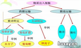 极性运输需要能量吗 极性运输和非极性运输需要能量吗