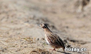 为何没人养鹌鹑 为何没人养鹌鹑鸟