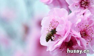 春天开哪些花 春天开哪些花全部