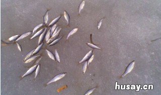 钓小鱼用什么饵料 钓小鱼要什么饵料