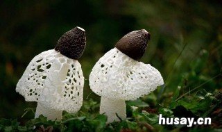 竹荪哪些人不能吃 什么样的人不能吃竹荪