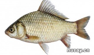 3两鲫鱼用多大钩 鲫鱼3两左右的鱼要多大的钩钓